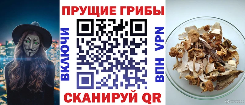 kraken онион  цена   Белинский  Галлюциногенные грибы Magic Shrooms 